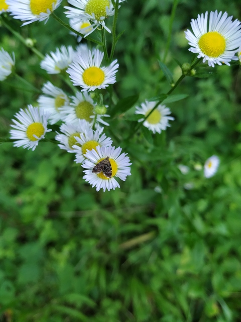 Anthophila fabriciana - lápréti levélmoly