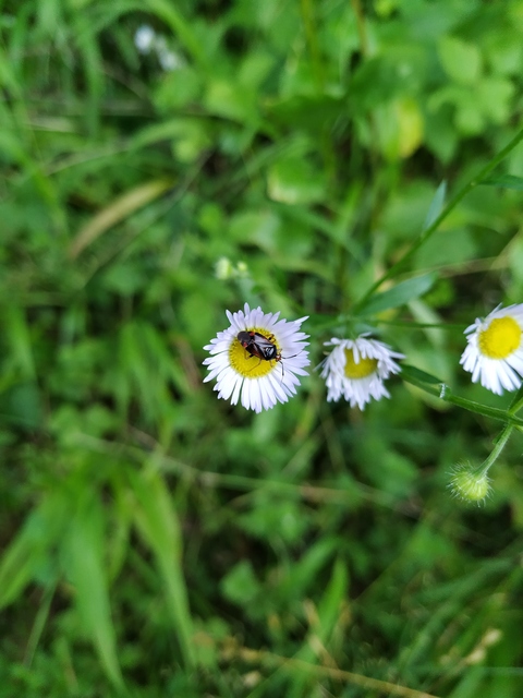 Deraeocoris ruber - vöröses mezeipoloska