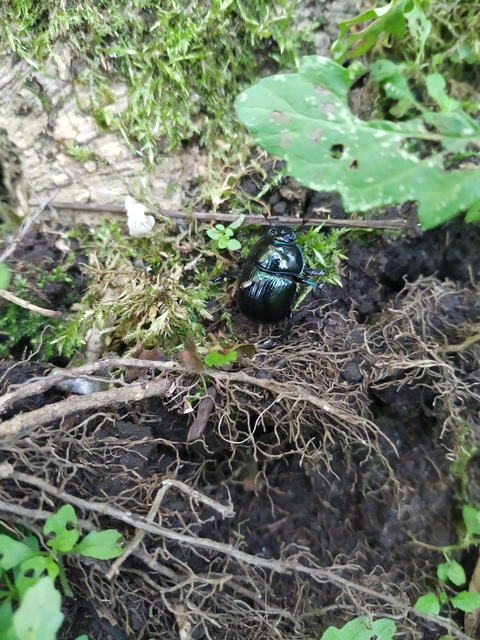 Anoplotrupes stercorosus - erdei álganéjtúró