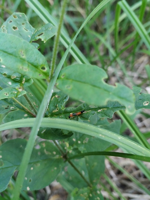 Paederus
