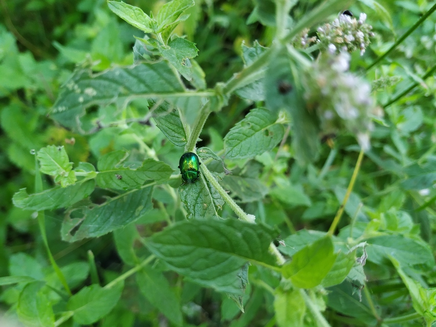Chrysolina herbacea - zöld mentalevelész
