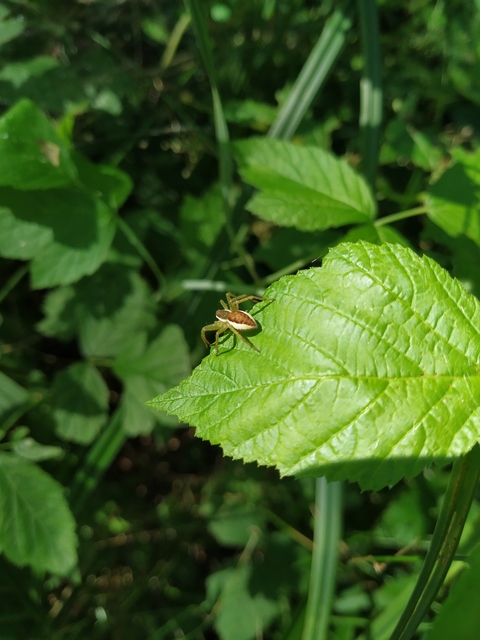 Dolomedes plantarius/fimbriatus