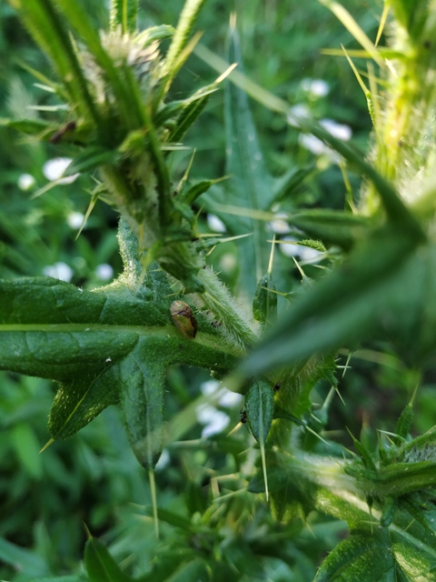 Cassida