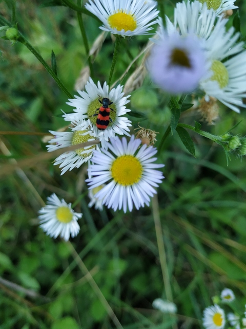Trichodes apiarius - szalagos méhészbogár