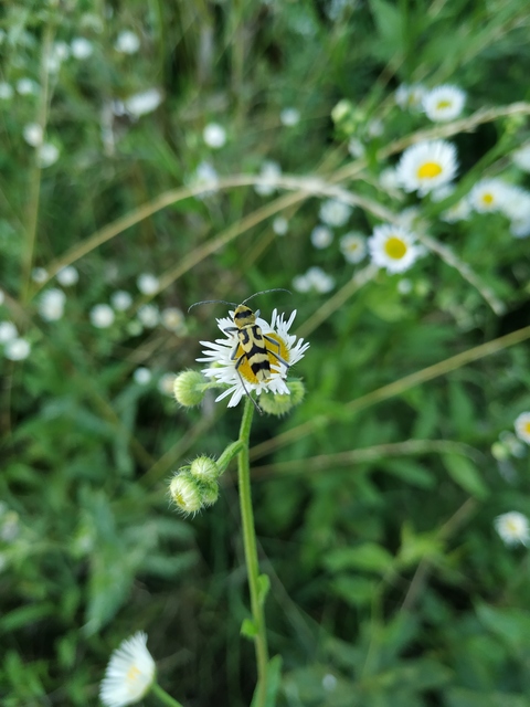 Chlorophorus varius - díszes darázscincér