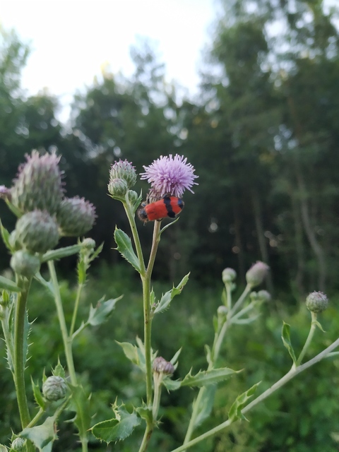 Trichodes apiarius - szalagos méhészbogár