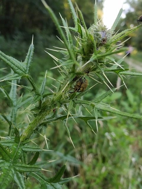 Larinus sturnus - aszat-púderbarkó