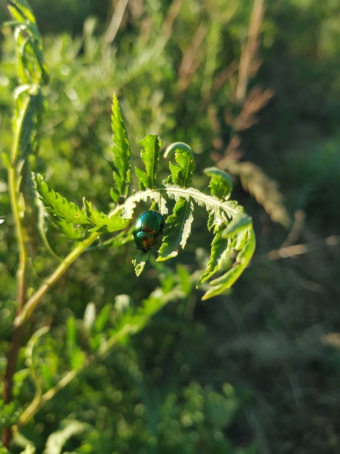 Chrysolina graminis - zöld varádicslevelész