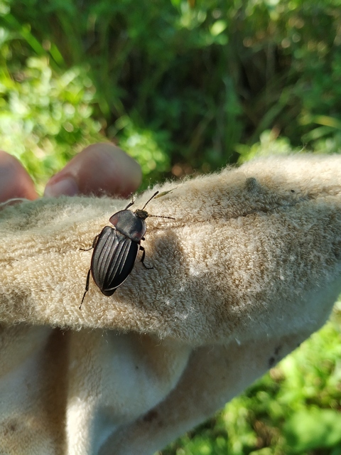 Silpha carinata - karimás dögbogár