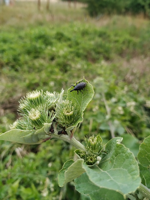 Larinus sturnus - aszat-púderbarkó