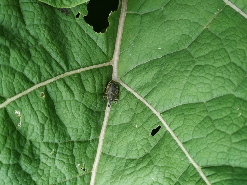 Larinus sturnus - aszat-púderbarkó
