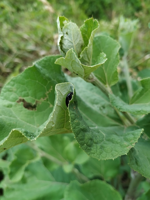 Podonta nigrita - szerecsenbogár