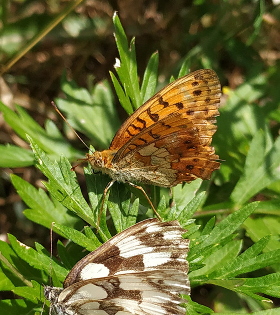 Brenthis daphne - málna-gyöngyházlepke