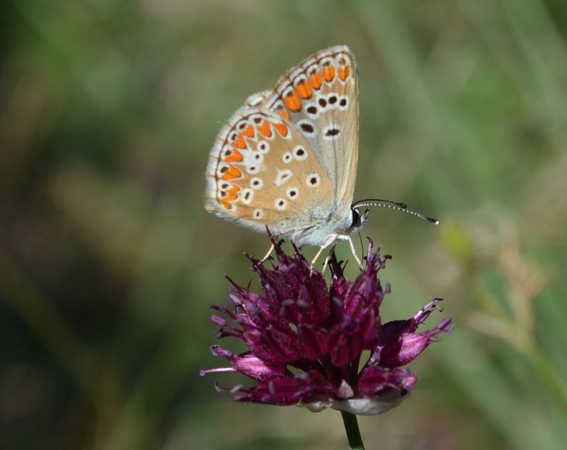 Aricia agestis - szerecsenboglárka