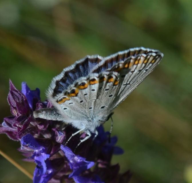 Plebejus argyrognomon - tintakék boglárka