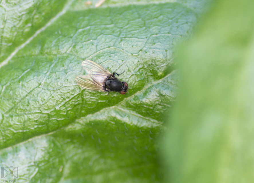Minettia longipennis