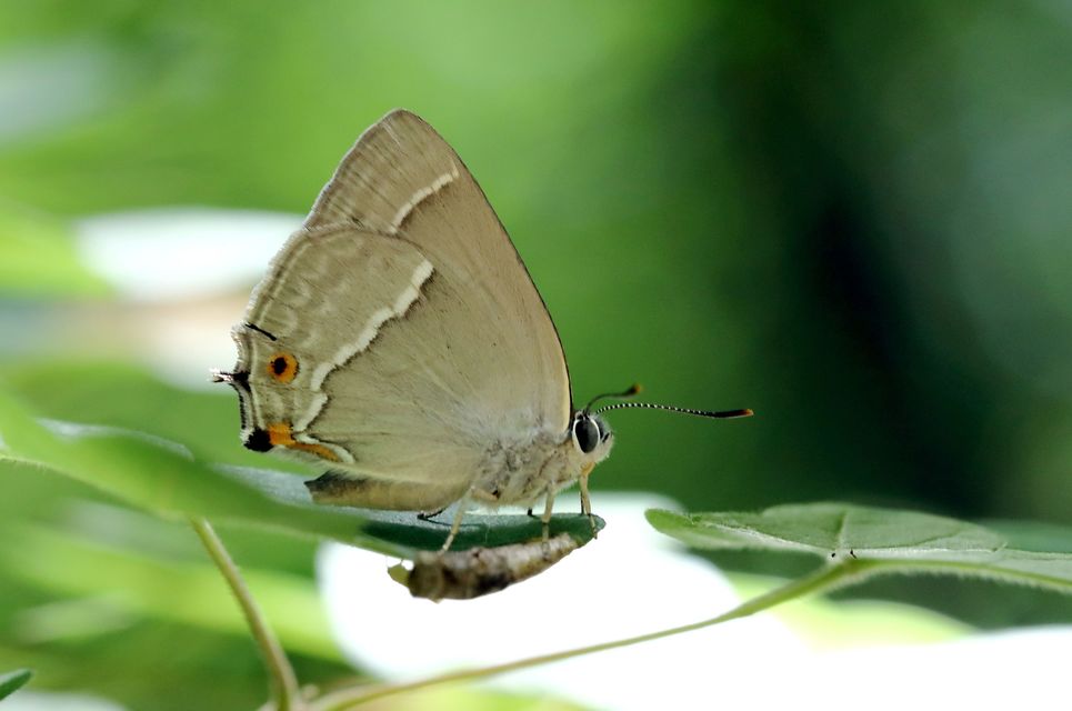 Neozephyrus quercus - tölgyfalepke