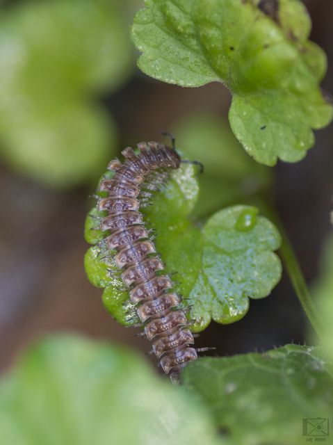 Polydesmus