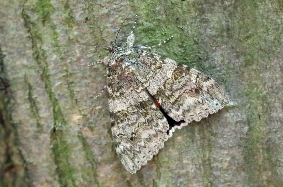 Catocala nupta - piros övesbagoly