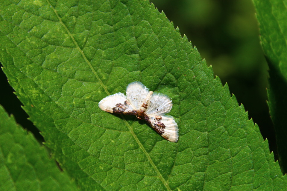 Idaea rusticata - tarka apróaraszoló