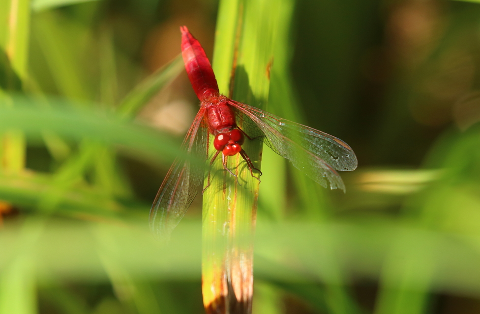 Crocothemis erythraea - skarlát szitakötő