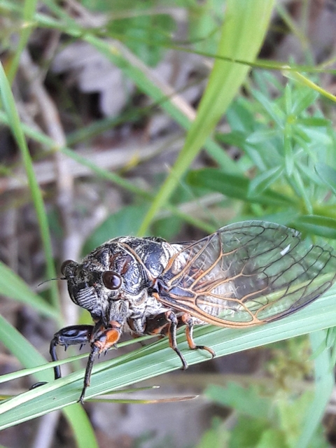 Tibicina haematodes - óriás-énekeskabóca