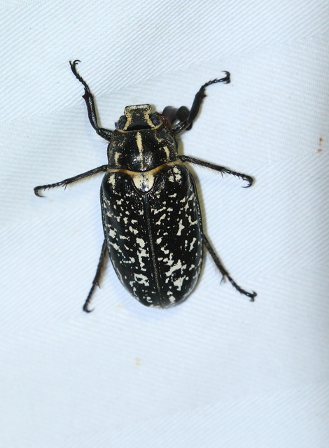 Polyphylla fullo - csapó cserebogár