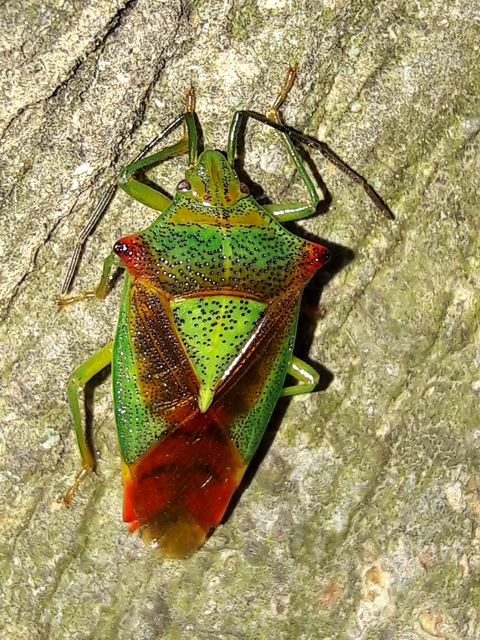 Acanthosoma haemorrhoidale - nagy dajkapoloska Acanthosoma haemorrhoidale - nagy dajkapoloska