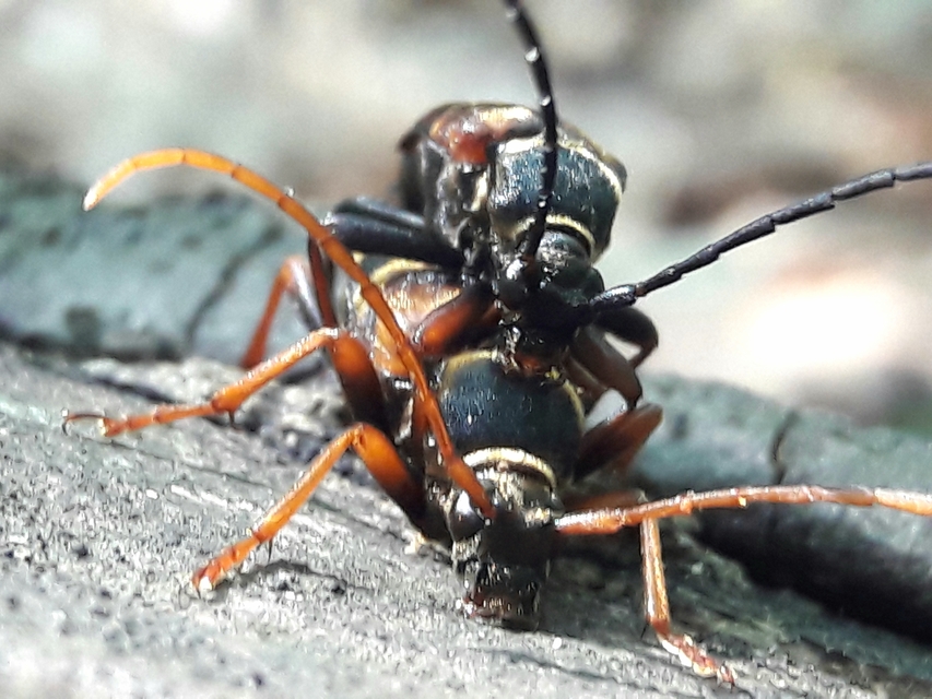 Leptura aurulenta - sárgaszőrű szalagoscincér