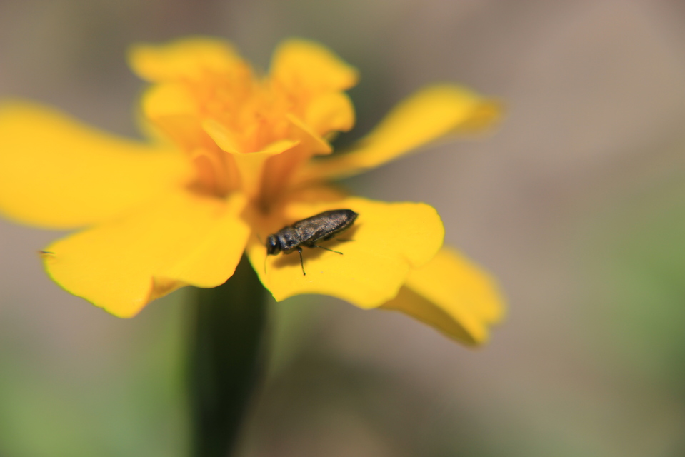 Anthaxia quadripunctata - fekete virágdíszbogár Anthaxia quadripunctata - fekete virágdíszbogár