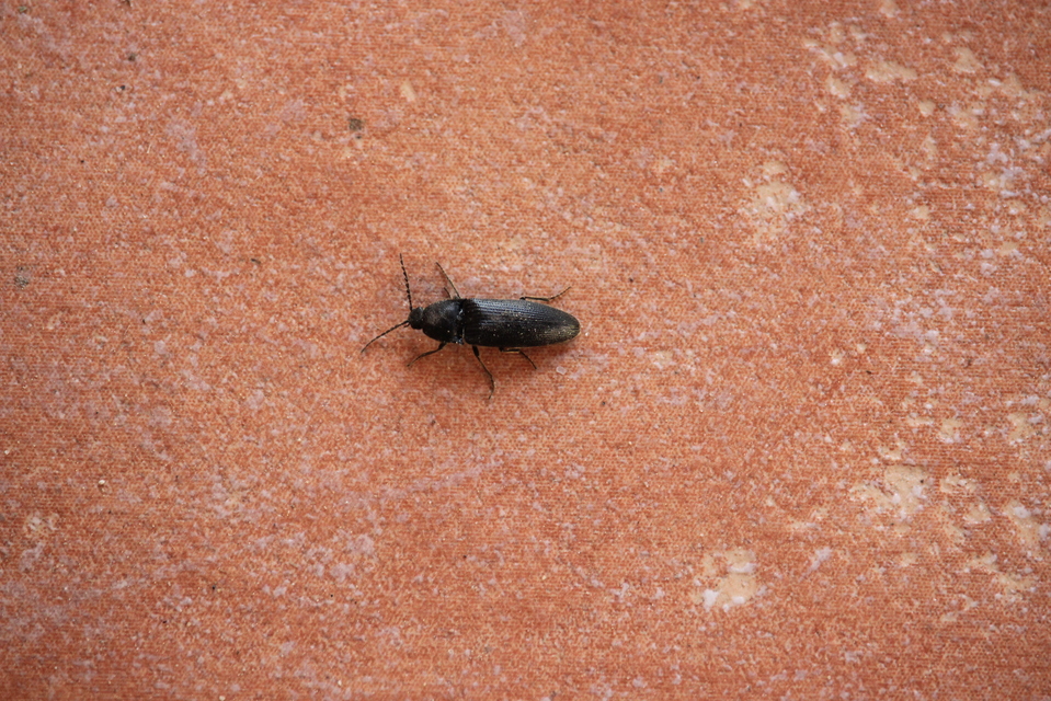 Melanotus