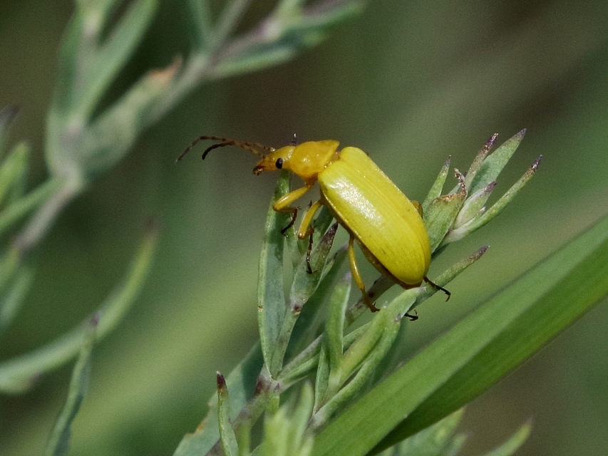 Cteniopus sulphureus - közönséges kénbogár Cteniopus sulphureus - közönséges kénbogár