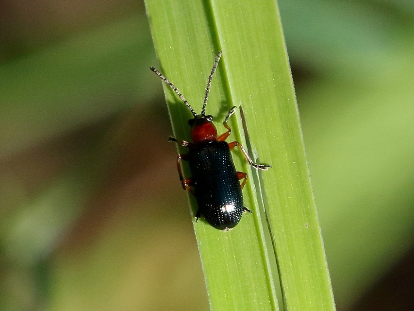 Oulema melanopus/duftschmidi