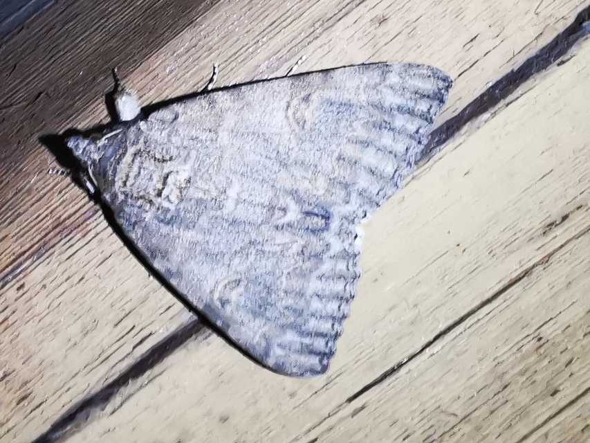 Catocala nupta - piros övesbagoly
