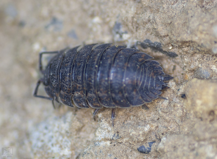 Trachelipus rathkii - közönséges márványosászka
