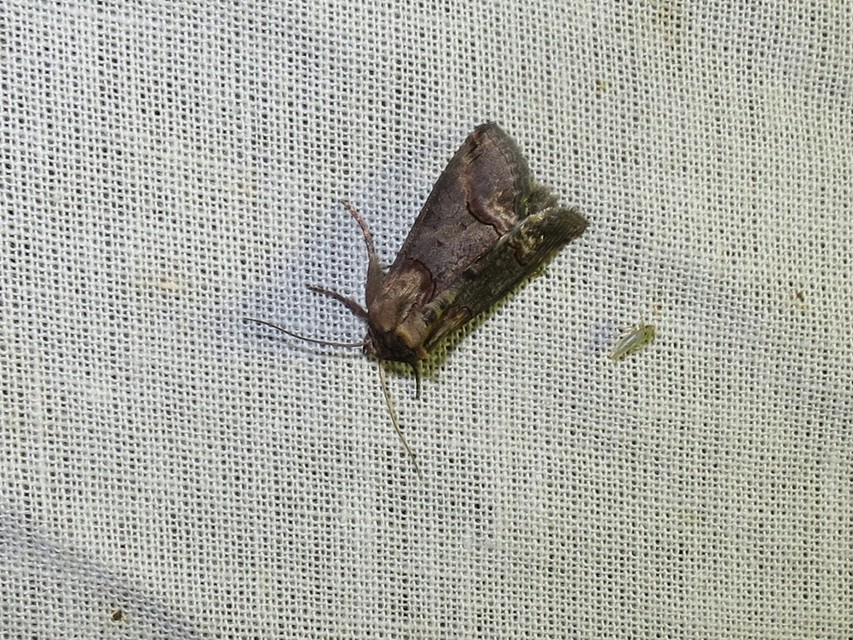 Abrostola triplasia - közönséges csalánbagoly