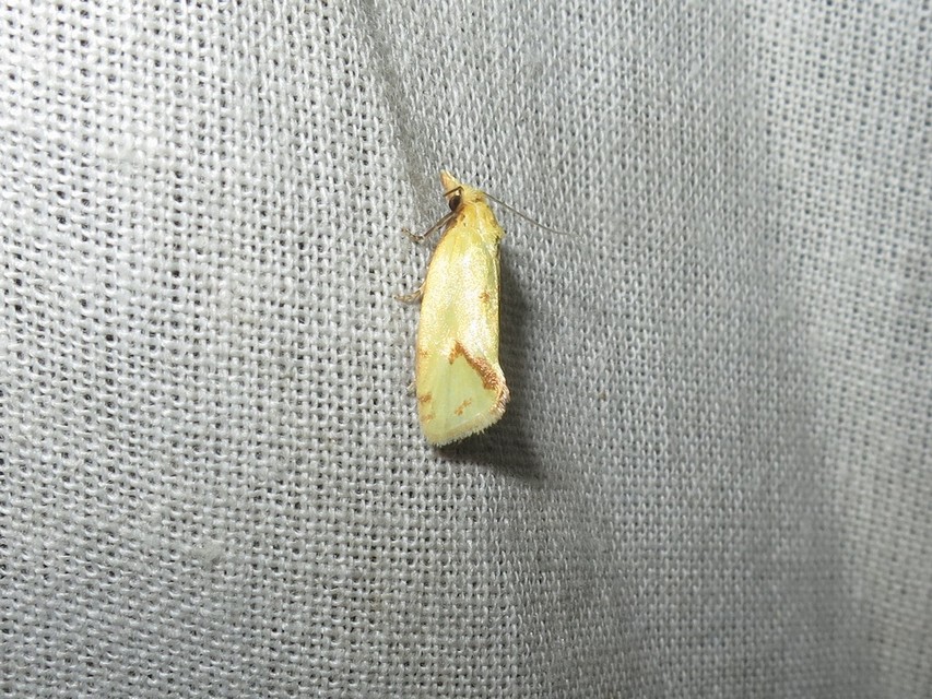 Agapeta hamana - közönséges sárgamoly