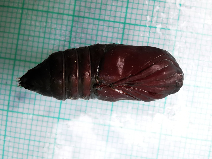 Arctia caja - közönséges medvelepke