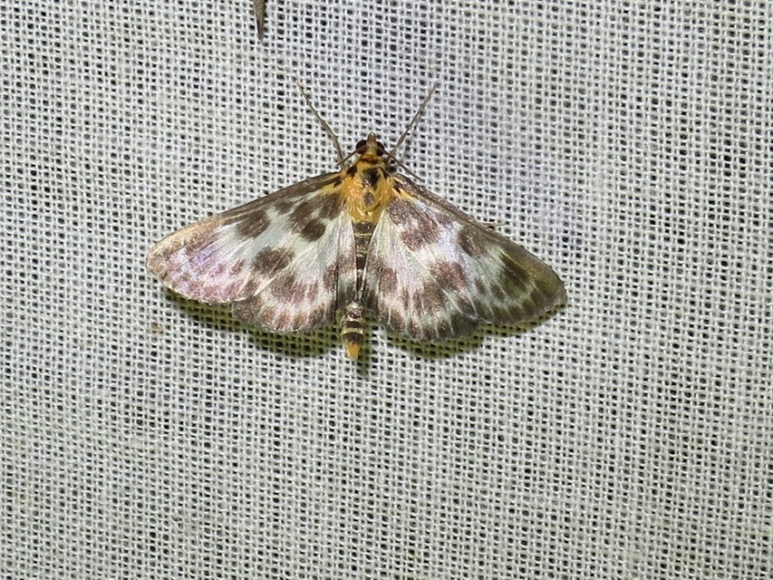Anania hortulata - tarka csalánmoly