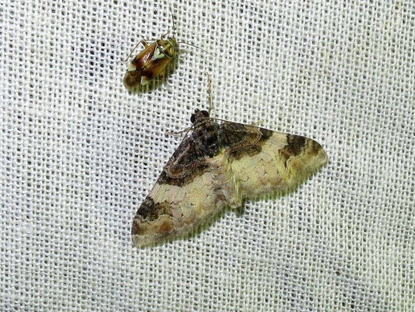 Catarhoe cuculata - csuklyás tarkaaraszoló