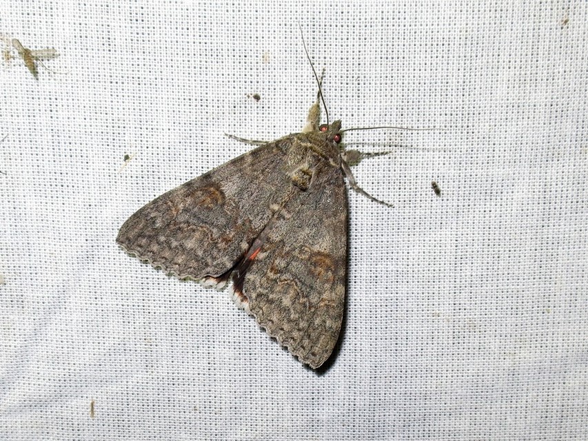 Catocala nupta - piros övesbagoly
