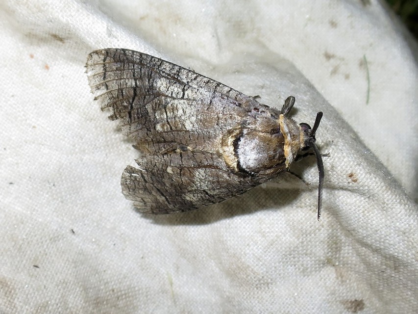 Cossus cossus - fűzfarontólepke