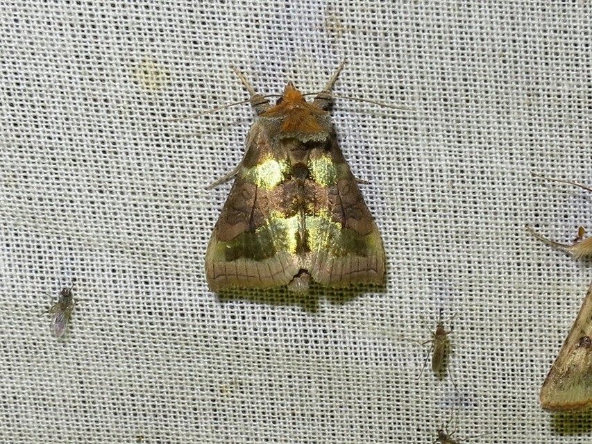 Diachrysia chrysitis - aranybagoly