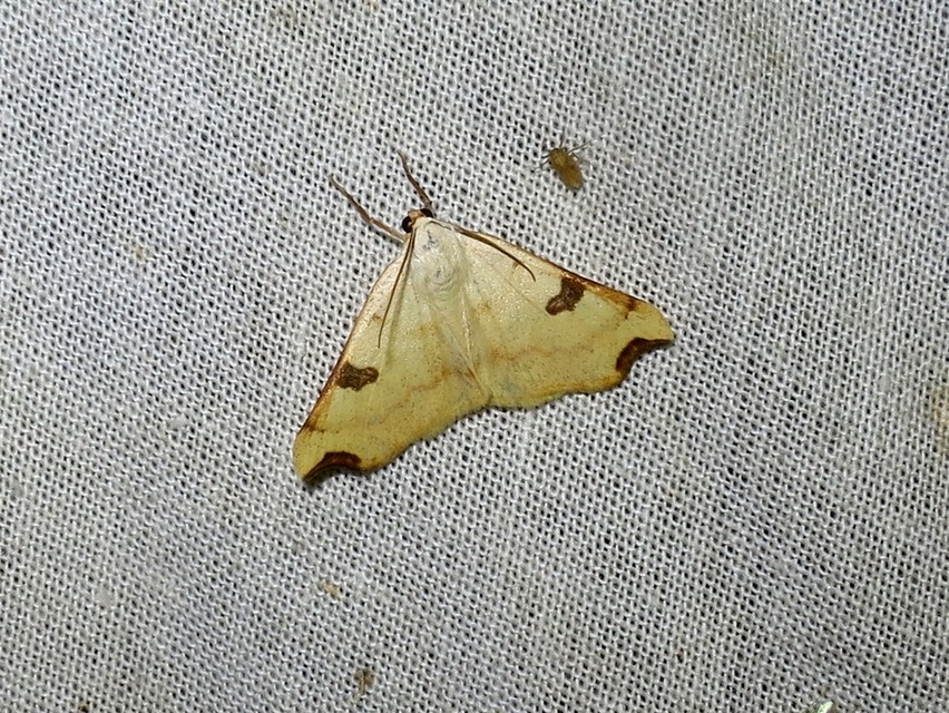 Eilicrinia cordiaria - fehér fűzfaaraszoló