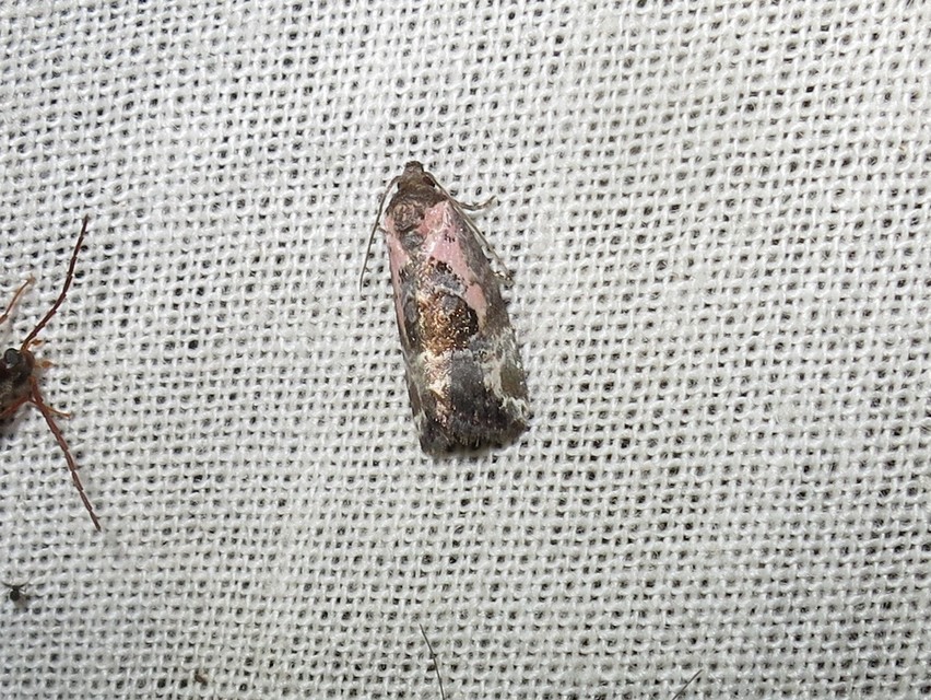 Hapalotis venustula - rózsaszínű mázasbagoly