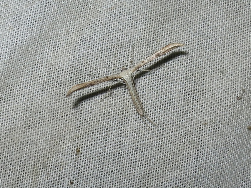 Emmelina monodactyla/argoteles