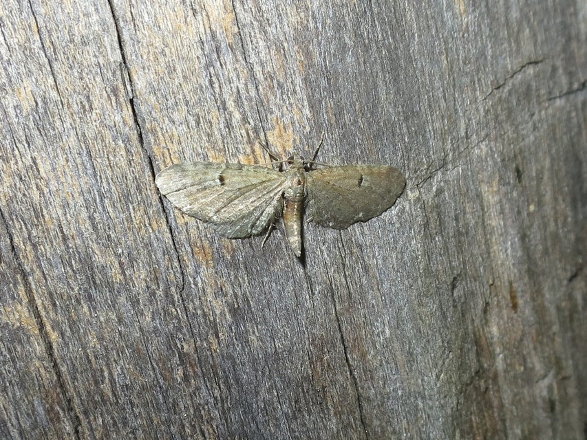 Eupithecia absinthiata - üröm-törpearaszoló