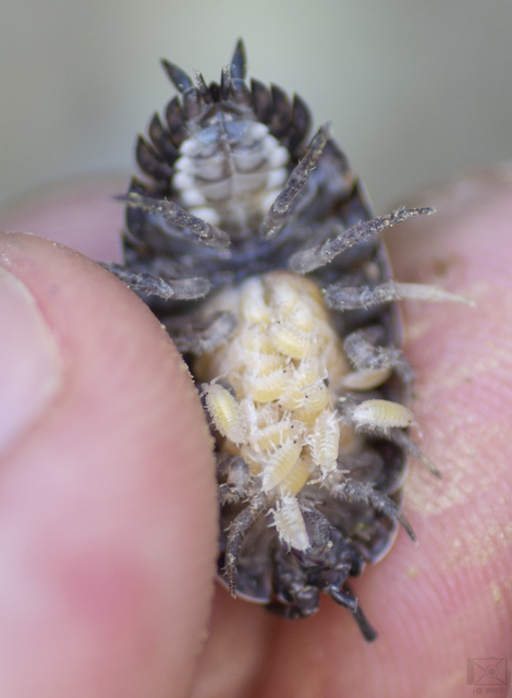 Trachelipus rathkii - közönséges márványosászka