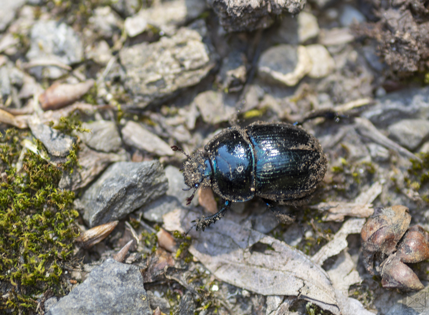 Anoplotrupes stercorosus - erdei álganéjtúró