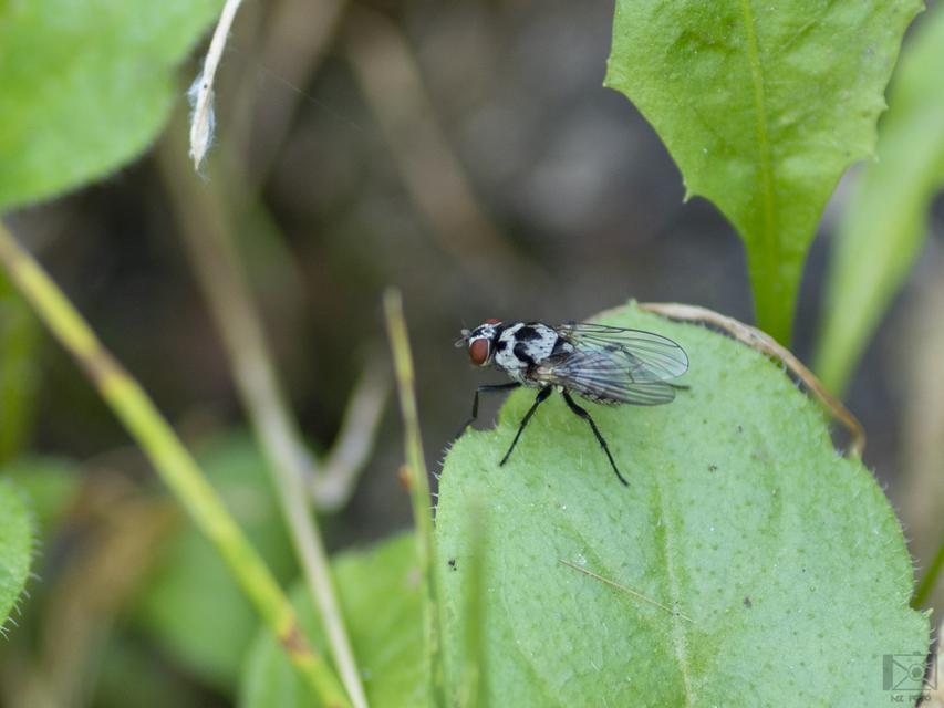 Anthomyia